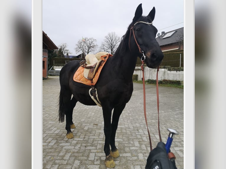 Más caballos centroeuropeos Caballo castrado 22 años 163 cm Morcillo in Fröndenberg