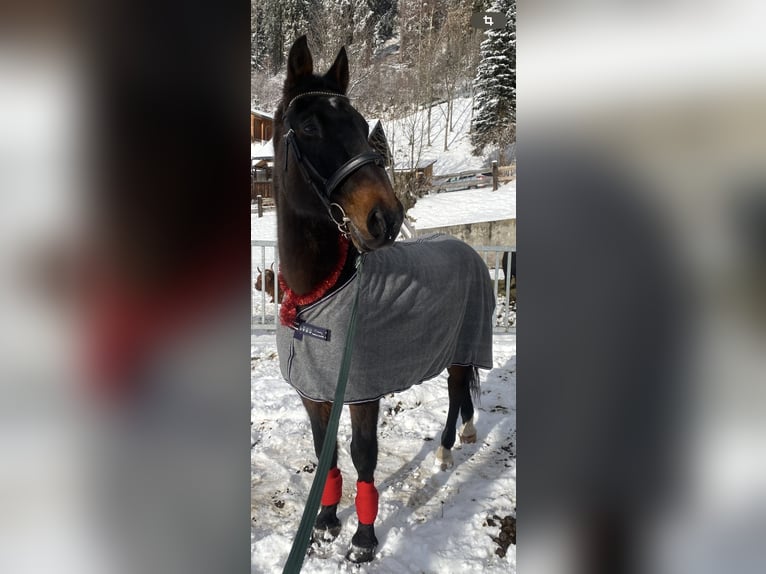 Más caballos centroeuropeos Caballo castrado 22 años 172 cm Castaño oscuro in Gnesau