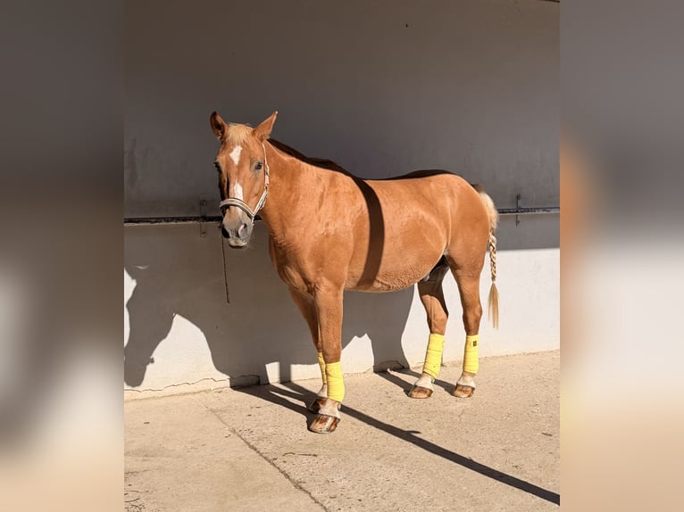 Más caballos centroeuropeos Caballo castrado 23 años 156 cm Castaño claro in Niederkrüchten
