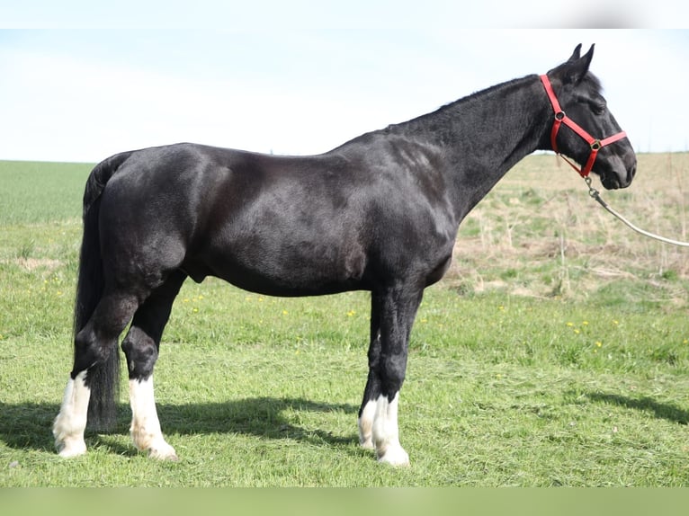Más caballos centroeuropeos Caballo castrado 23 años 165 cm Morcillo in Altbüron