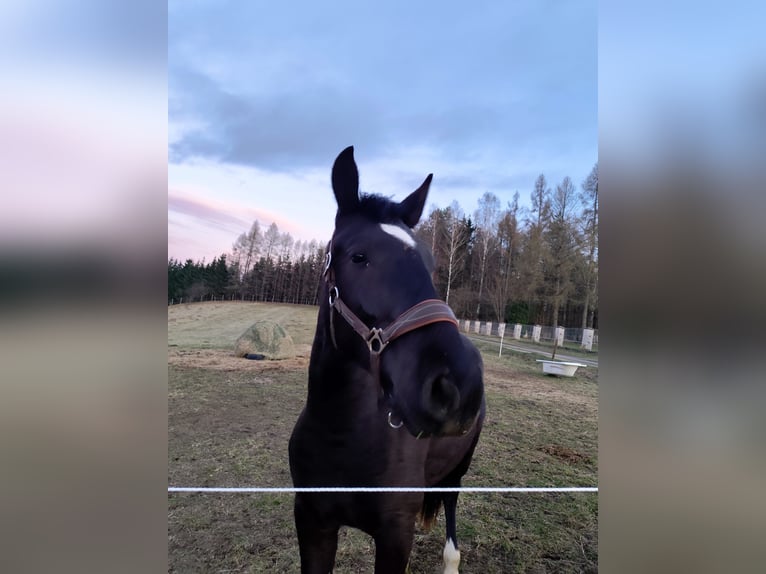 Más caballos centroeuropeos Mestizo Caballo castrado 2 años 158 cm Negro in Stary Olsztyn