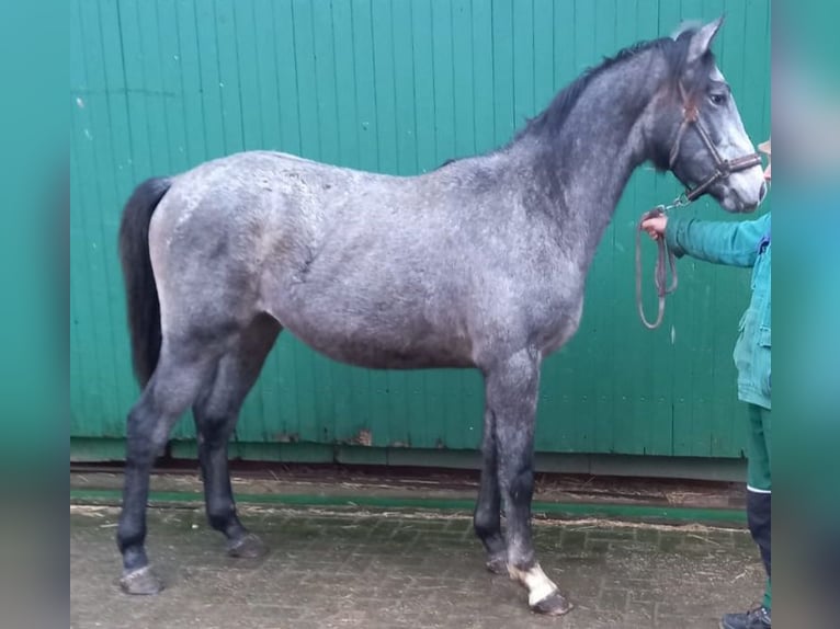 Más caballos centroeuropeos Caballo castrado 2 años 162 cm Tordo in Greven