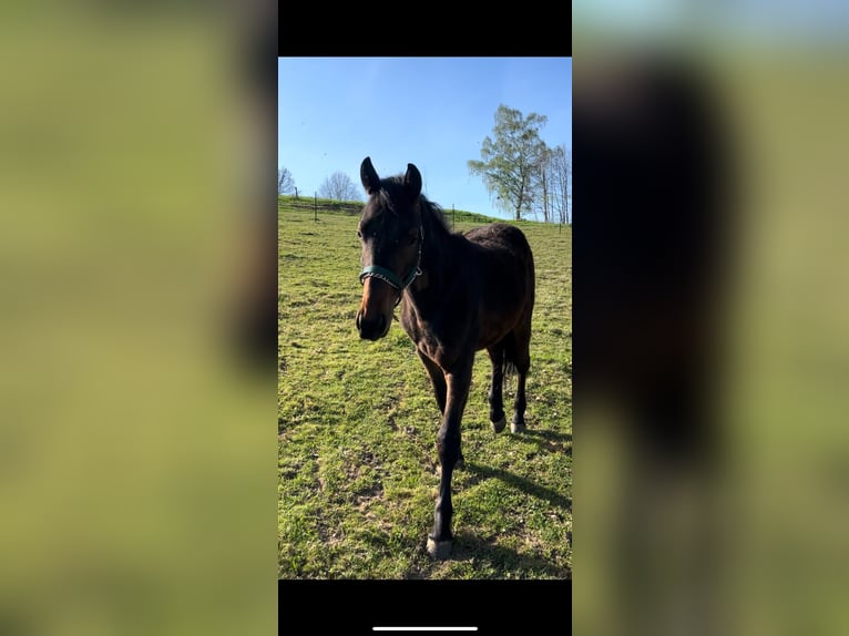Más caballos centroeuropeos Mestizo Caballo castrado 2 años 168 cm Castaño oscuro in Pirna