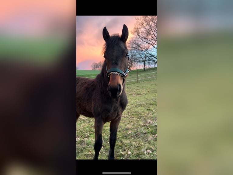 Más caballos centroeuropeos Mestizo Caballo castrado 2 años 168 cm Castaño oscuro in Pirna