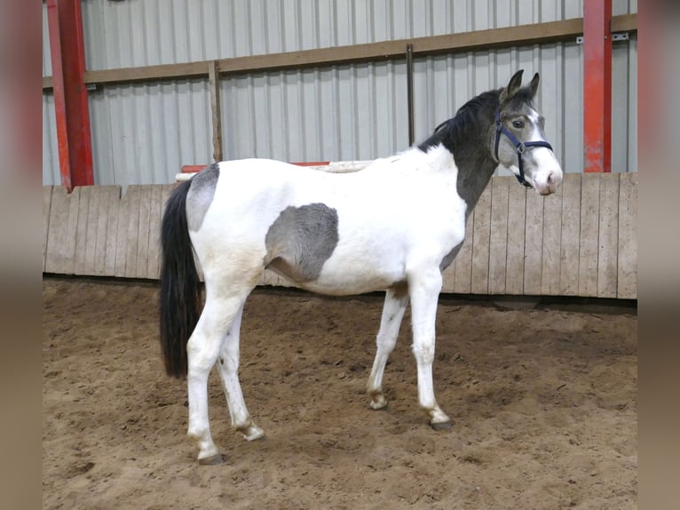Más caballos centroeuropeos Caballo castrado 2 años 168 cm Pío in Borgentreich