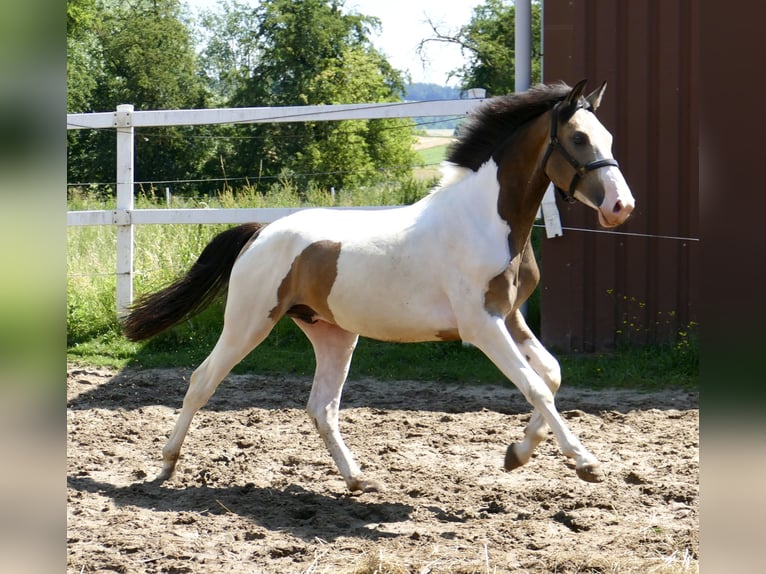 Más caballos centroeuropeos Caballo castrado 2 años 168 cm Pío in Borgentreich
