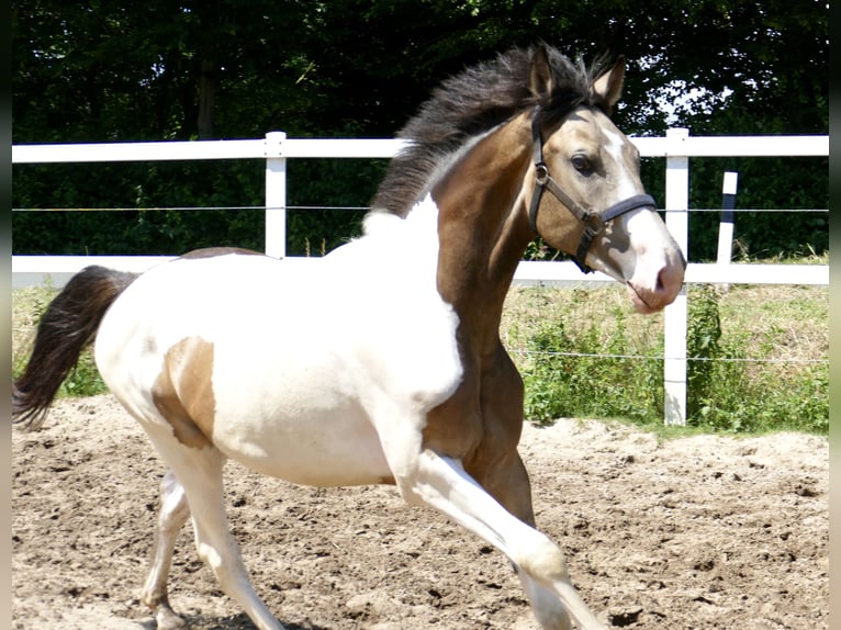 Más caballos centroeuropeos Caballo castrado 2 años 168 cm Pío in Borgentreich