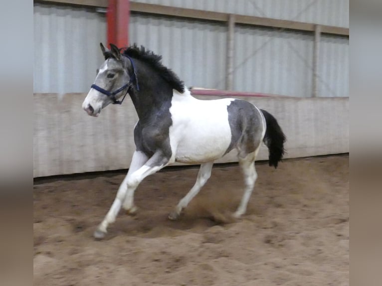 Más caballos centroeuropeos Caballo castrado 2 años 168 cm Pío in Borgentreich