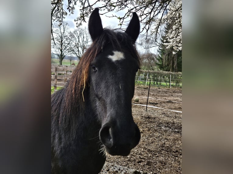 Más caballos centroeuropeos Caballo castrado 3 años 147 cm Tobiano-todas las-capas in Königslutter am Elm