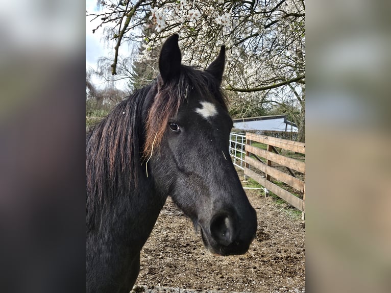 Más caballos centroeuropeos Caballo castrado 3 años 147 cm Tobiano-todas las-capas in Königslutter am Elm