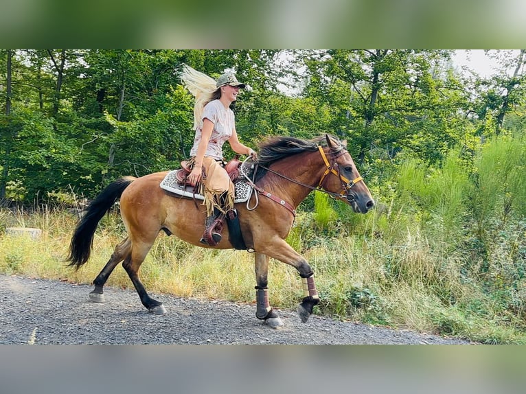 Más caballos centroeuropeos Caballo castrado 3 años 151 cm Castaño in Linkenbach
