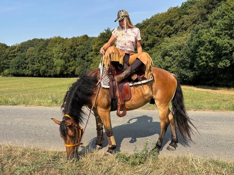 Más caballos centroeuropeos Caballo castrado 3 años 151 cm Castaño in Linkenbach