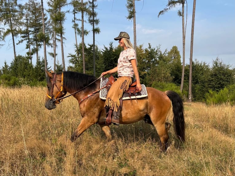 Más caballos centroeuropeos Caballo castrado 3 años 151 cm Castaño in Linkenbach