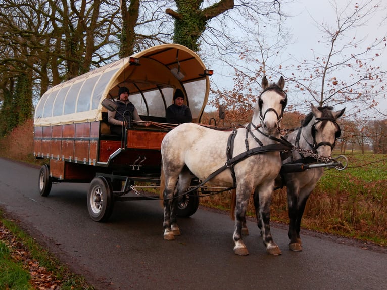 Más caballos centroeuropeos Mestizo Caballo castrado 3 años 154 cm in Dorsten