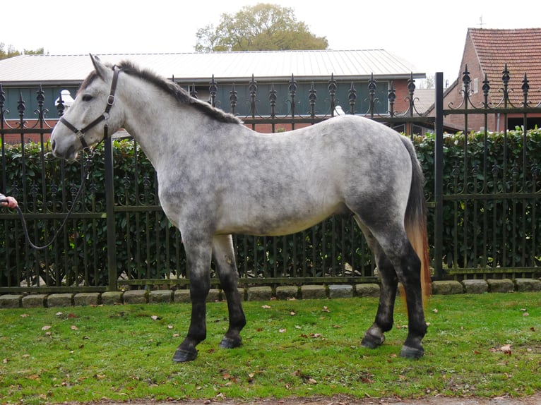 Más caballos centroeuropeos Mestizo Caballo castrado 3 años 154 cm in Dorsten