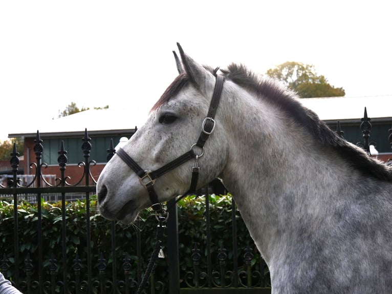 Más caballos centroeuropeos Mestizo Caballo castrado 3 años 154 cm in Dorsten