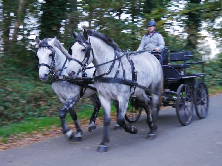 Más caballos centroeuropeos Mestizo Caballo castrado 3 años 154 cm in Dorsten