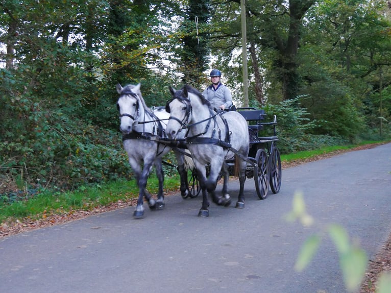 Más caballos centroeuropeos Mestizo Caballo castrado 3 años 154 cm in Dorsten