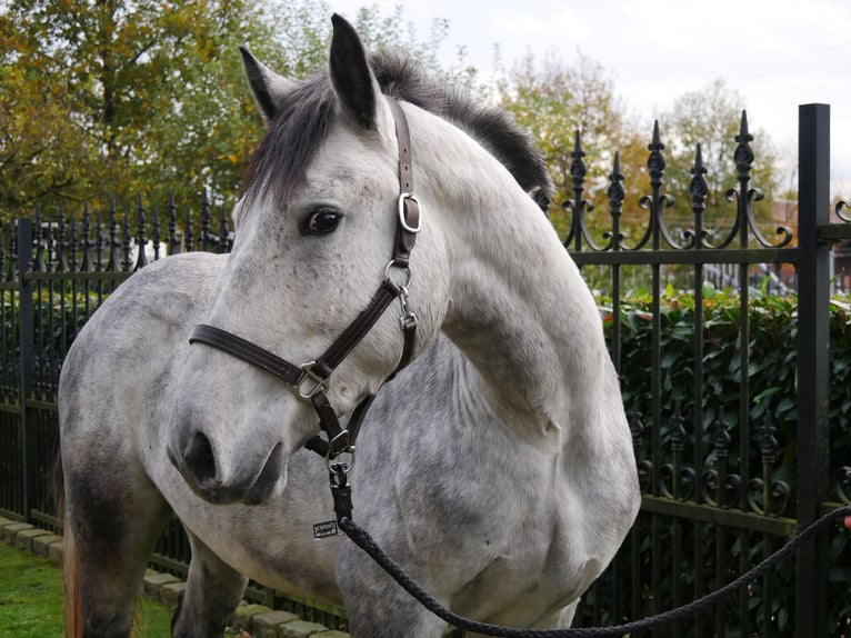 Más caballos centroeuropeos Mestizo Caballo castrado 3 años 154 cm in Dorsten