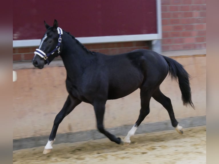 Más caballos centroeuropeos Caballo castrado 3 años 155 cm in Dorsten