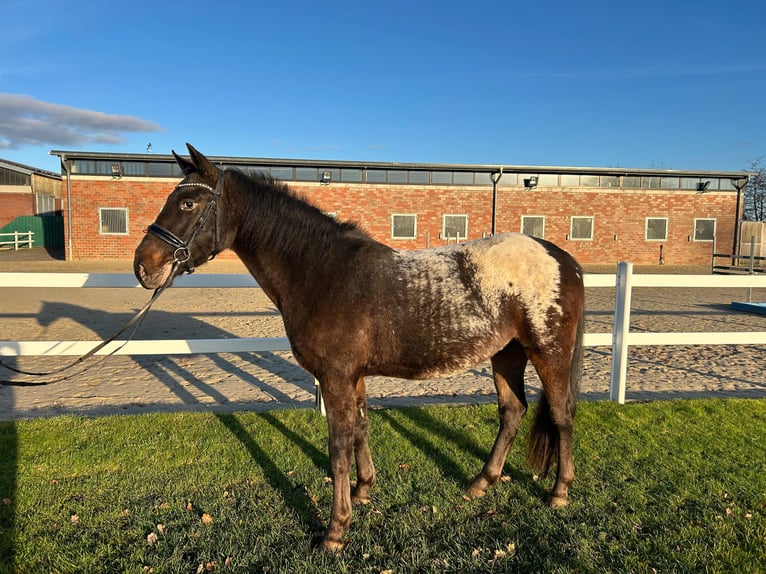 Más caballos centroeuropeos Caballo castrado 3 años 155 cm Castaño oscuro in Bad Laer