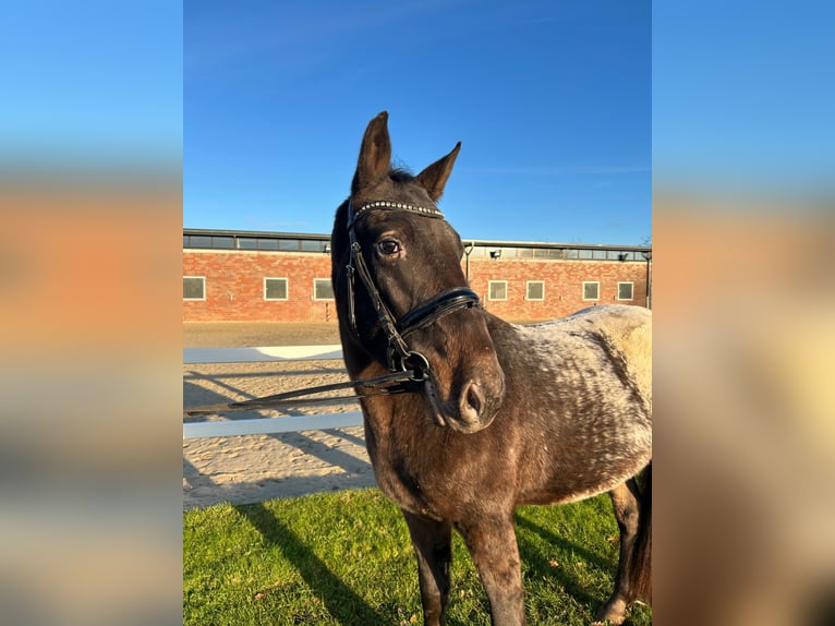 Más caballos centroeuropeos Caballo castrado 3 años 155 cm Castaño oscuro in Bad Laer