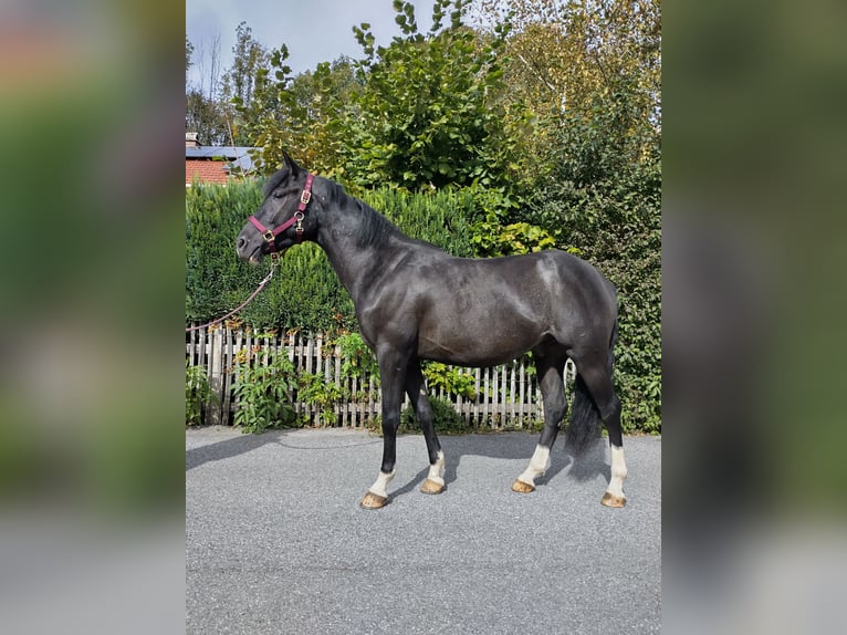 Más caballos centroeuropeos Caballo castrado 3 años 155 cm Negro in Aschau im Chiemgau