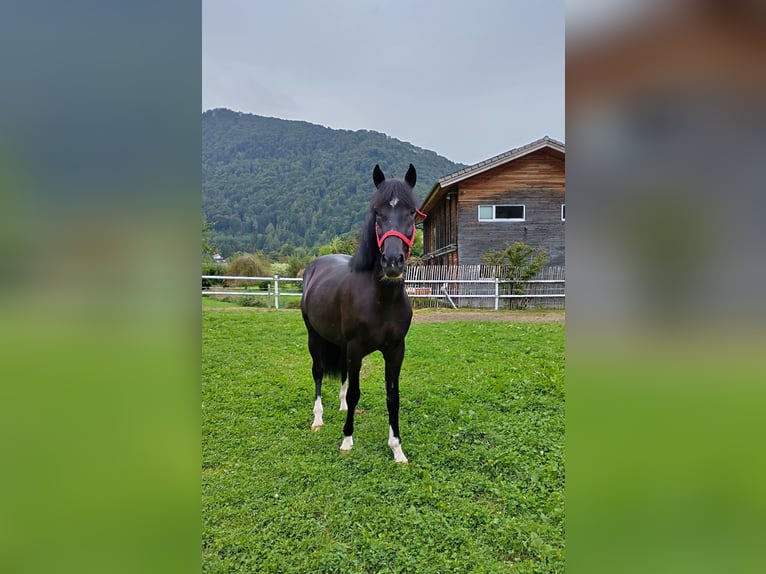 Más caballos centroeuropeos Caballo castrado 3 años 155 cm Negro in Aschau im Chiemgau