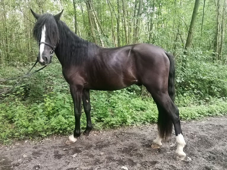 Más caballos centroeuropeos Caballo castrado 3 años 155 cm Negro in Euskirchen