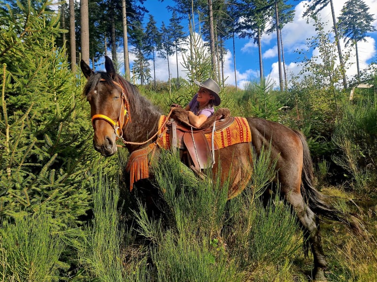 Más caballos centroeuropeos Caballo castrado 3 años 157 cm Castaño oscuro in Linkenbach