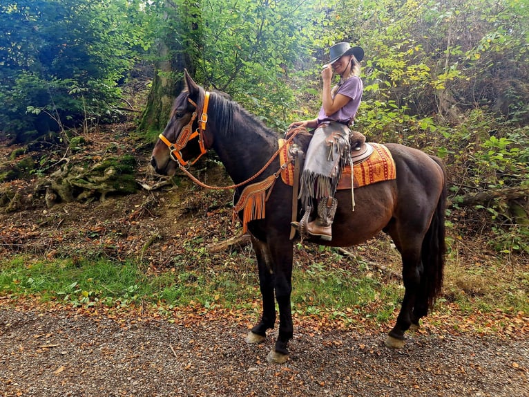 Más caballos centroeuropeos Caballo castrado 3 años 157 cm Castaño oscuro in Linkenbach