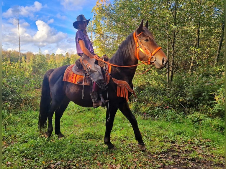 Más caballos centroeuropeos Caballo castrado 3 años 157 cm Castaño oscuro in Linkenbach
