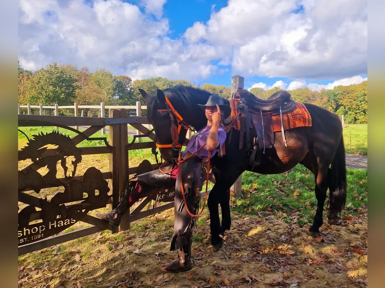 Más caballos centroeuropeos Caballo castrado 3 años 157 cm Castaño oscuro in Linkenbach