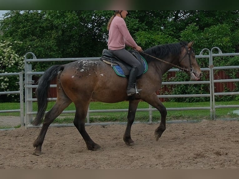 Más caballos centroeuropeos Caballo castrado 3 años 158 cm Atigrado/Moteado in Rudersdorf
