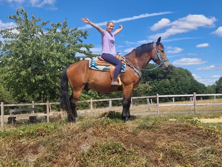 Más caballos centroeuropeos Caballo castrado 3 años 159 cm Castaño in Linkenbach