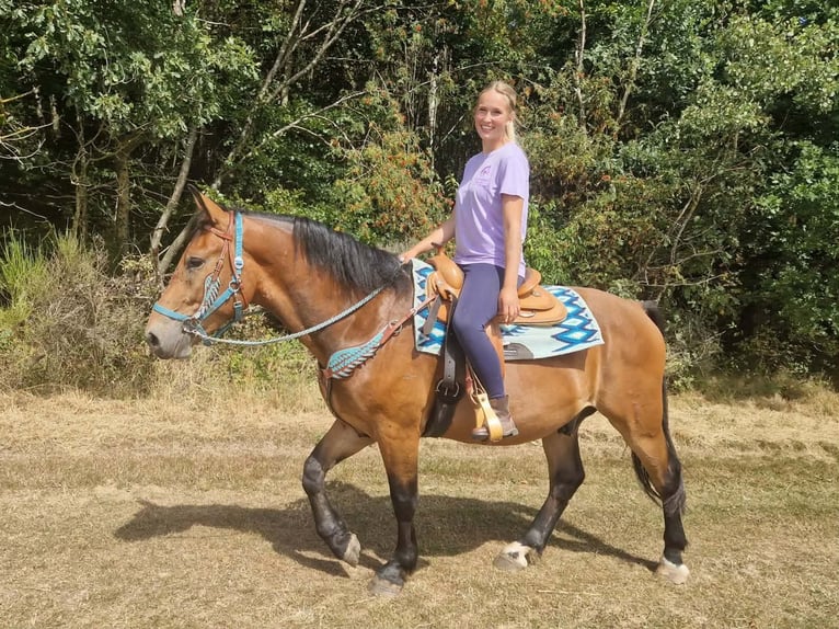 Más caballos centroeuropeos Caballo castrado 3 años 159 cm Castaño in Linkenbach
