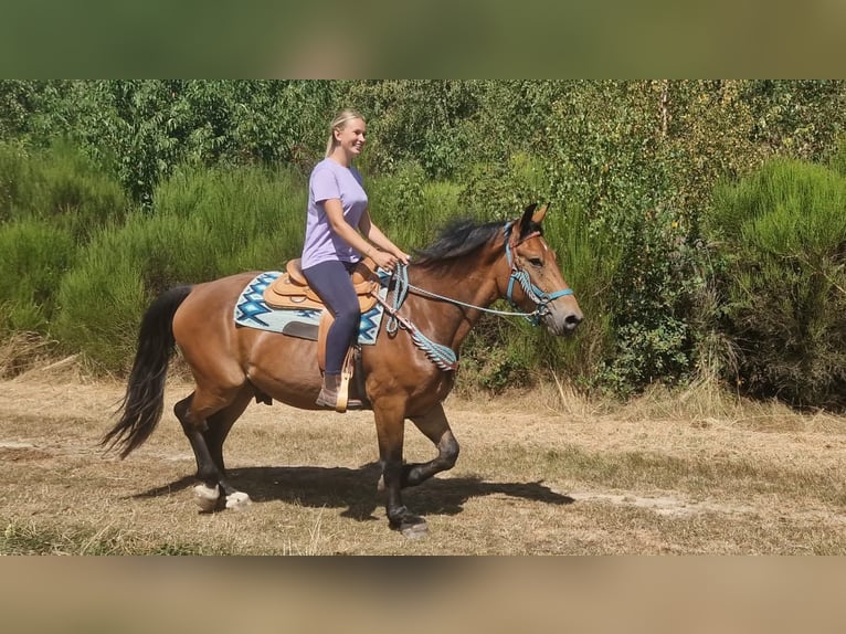 Más caballos centroeuropeos Caballo castrado 3 años 159 cm Castaño in Linkenbach