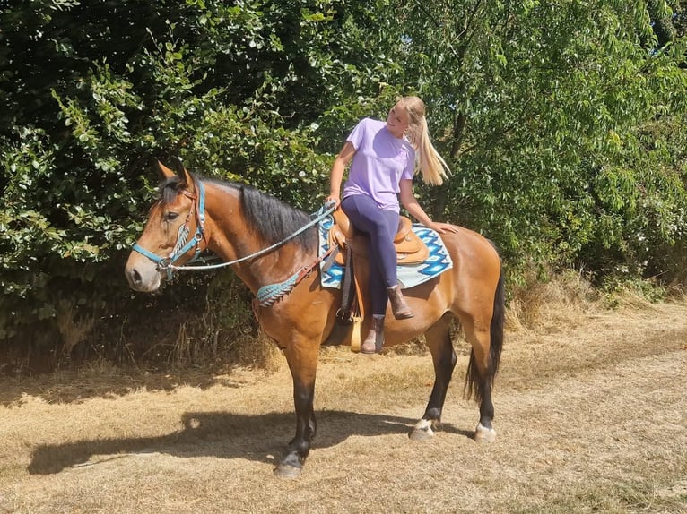 Más caballos centroeuropeos Caballo castrado 3 años 159 cm Castaño in Linkenbach