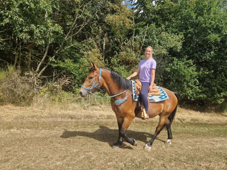 Más caballos centroeuropeos Caballo castrado 3 años 159 cm Castaño in Linkenbach