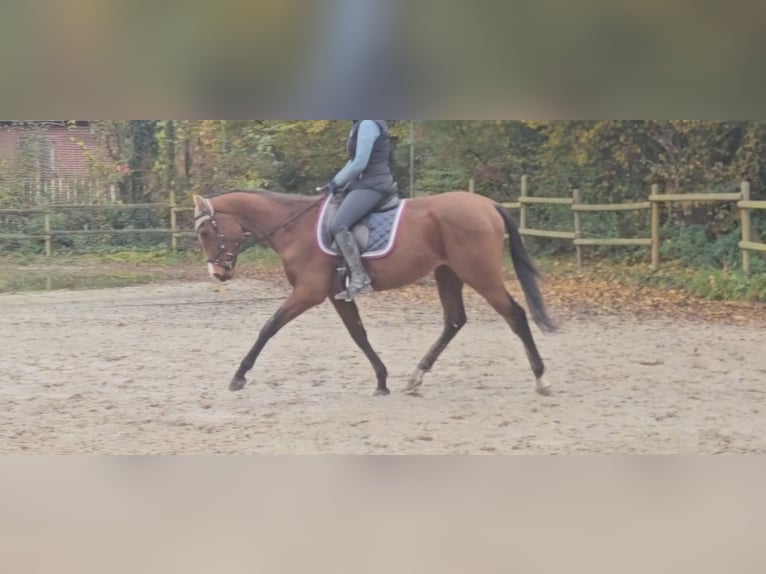 Más caballos centroeuropeos Caballo castrado 3 años 160 cm Castaño in Nettetal