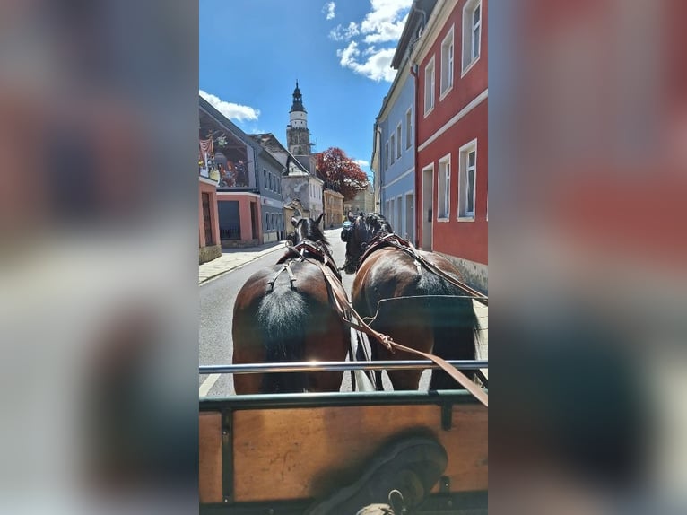 Más caballos centroeuropeos Caballo castrado 3 años 160 cm Castaño in Kamenz
