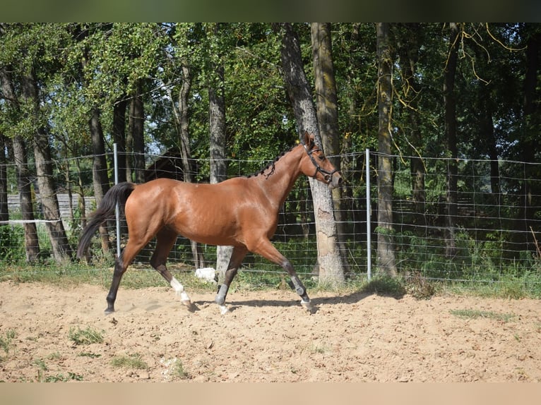 Más caballos centroeuropeos Mestizo Caballo castrado 3 años 160 cm Castaño rojizo in Lepaki Wielkie