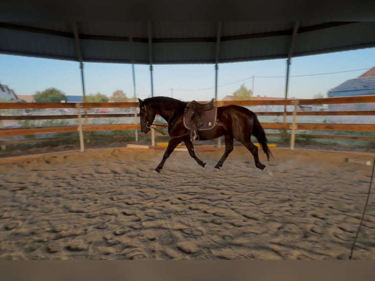 Más caballos centroeuropeos Mestizo Caballo castrado 3 años 160 cm Negro in Liebing
