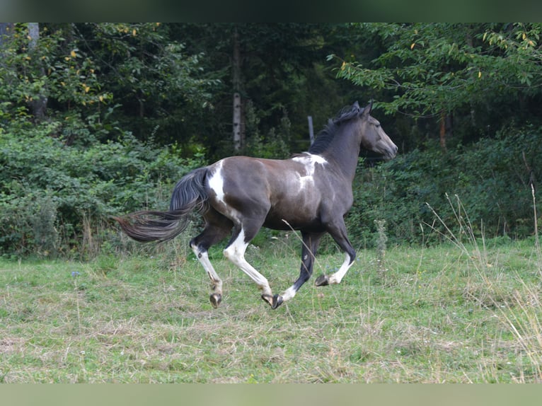 Más caballos centroeuropeos Mestizo Caballo castrado 3 años 160 cm Pío in Feldkirchen