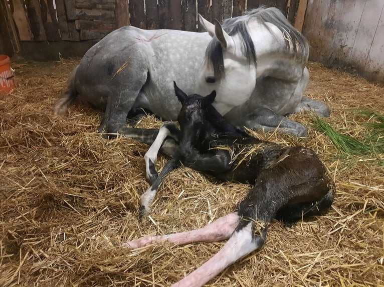Más caballos centroeuropeos Mestizo Caballo castrado 3 años 160 cm Pío in Feldkirchen