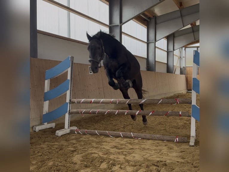 Más caballos centroeuropeos Caballo castrado 3 años 160 cm Tordo in Westerheim