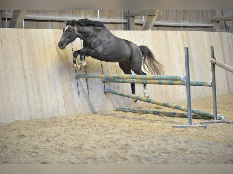 Más caballos centroeuropeos Caballo castrado 3 años 161 cm Tordillo negro in Wellheim