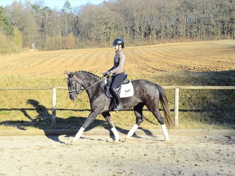 Más caballos centroeuropeos Caballo castrado 3 años 161 cm Tordillo negro in Wellheim