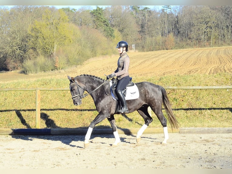 Más caballos centroeuropeos Caballo castrado 3 años 161 cm Tordillo negro in Wellheim