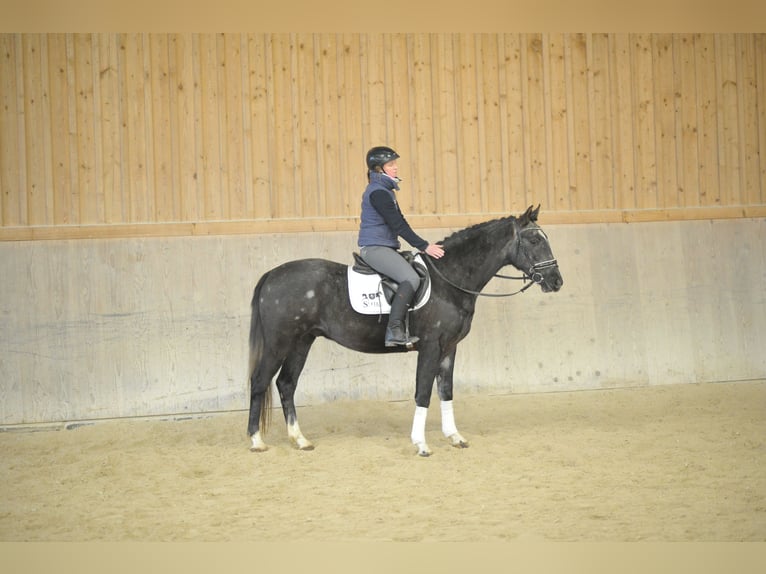 Más caballos centroeuropeos Caballo castrado 3 años 161 cm Tordillo negro in Wellheim